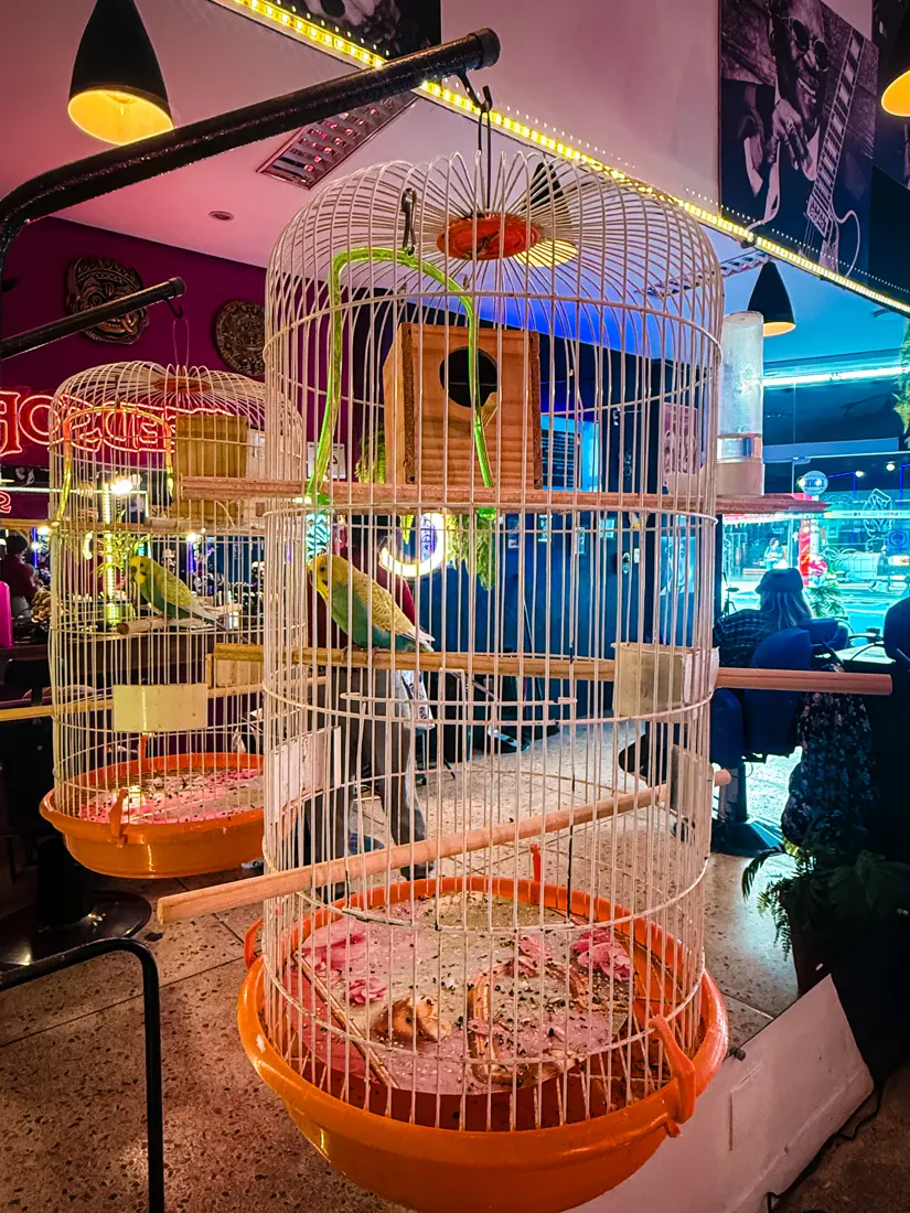 Gaiola com pássaros no salão